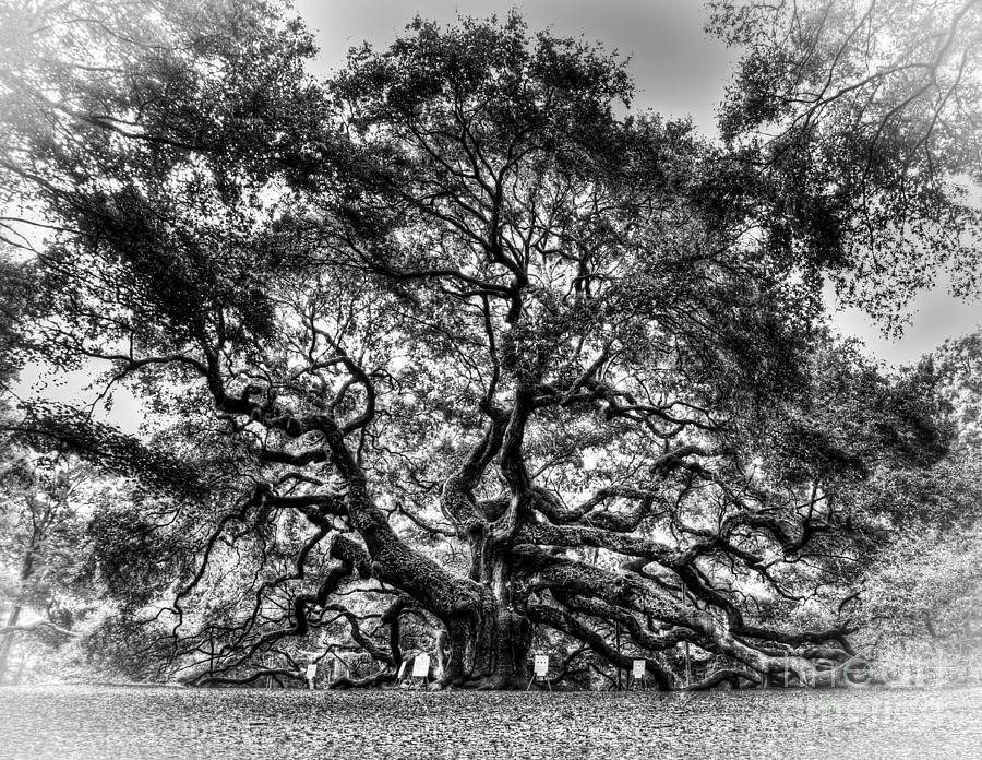 Angel Oak Tree II Photograph by Douglas Stucky