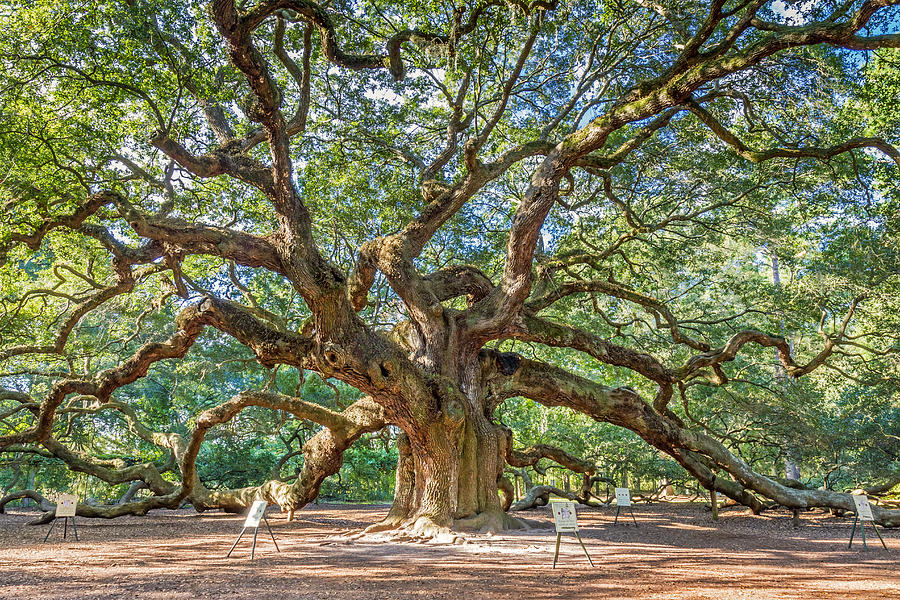 Nature Photograph - Angel Oak Tree in Charleston SC by Pierre Leclerc Photography