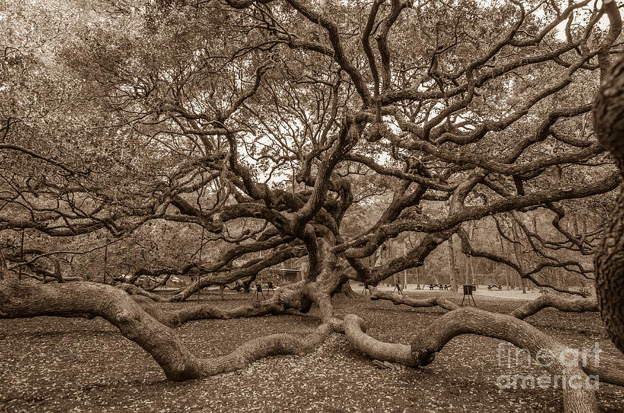 Angel Oak Tree in Sepia Photograph by Dale Powell