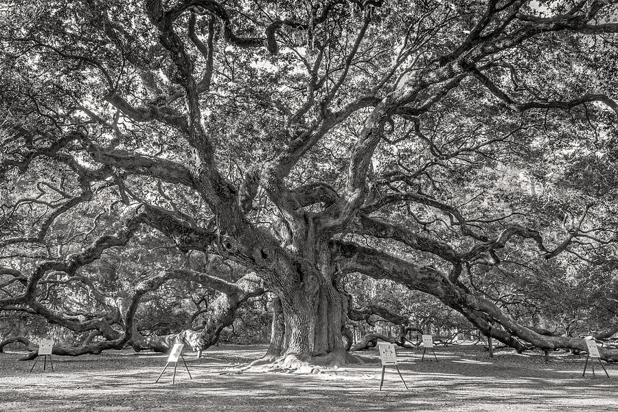 Angel Oak Tree in Sepia Photograph by Pierre Leclerc Photography