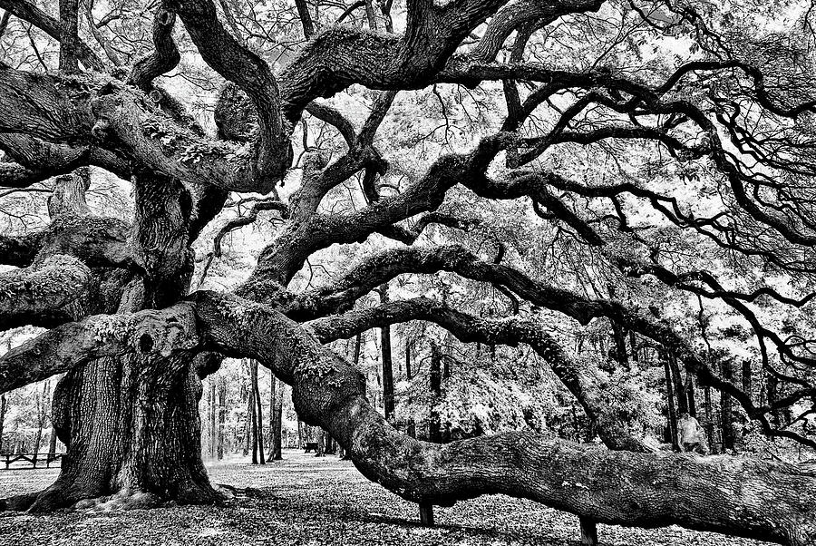 Angel Oak Tree Ir Hdr Photograph