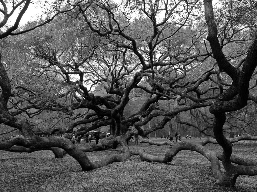 Angel Oak Tree Photograph by Jean Wright