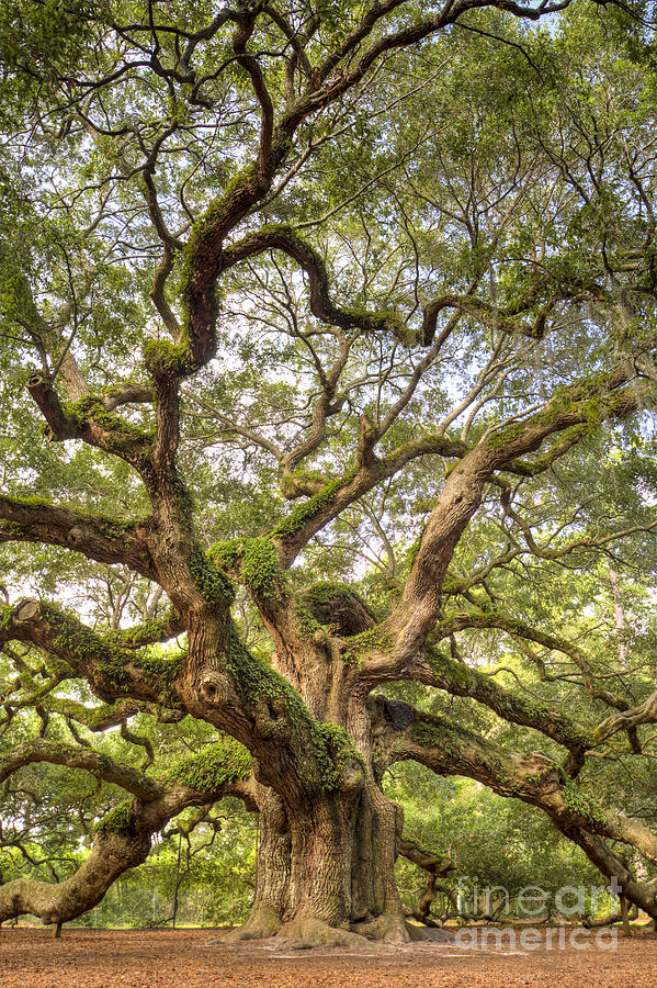 Angel Oak Tree Photograph - Angel Oak Tree Johns Island SC by Dustin K Ryan