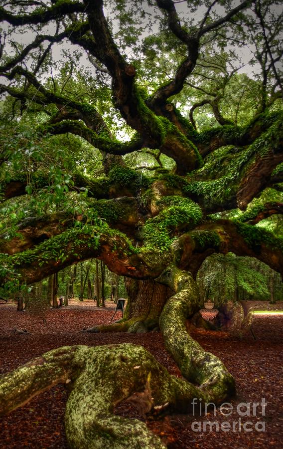 Nature Photograph - Angel Oak Tree by Kathleen Struckle