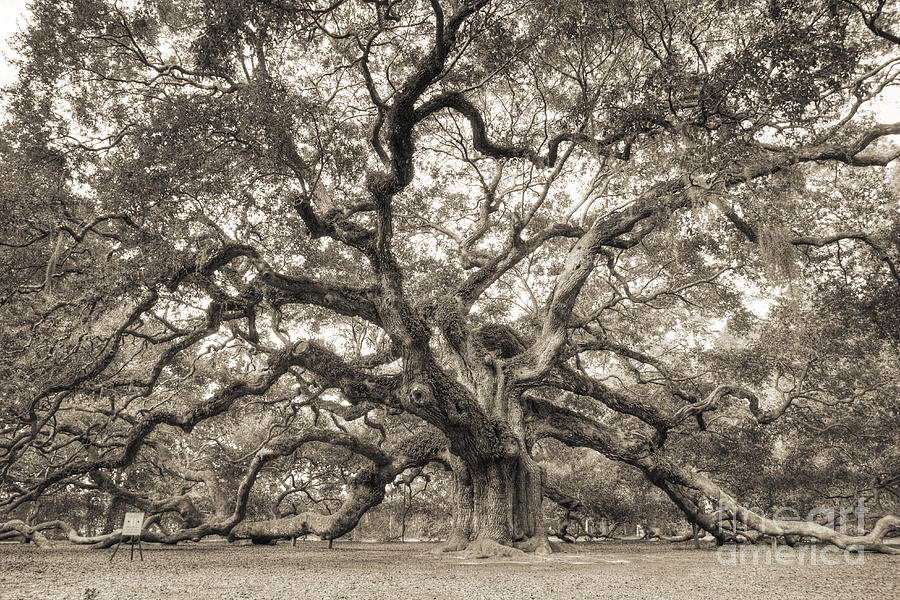Angel Oak Tree Photograph - Angel Oak Tree of Life Sepia by Dustin K Ryan