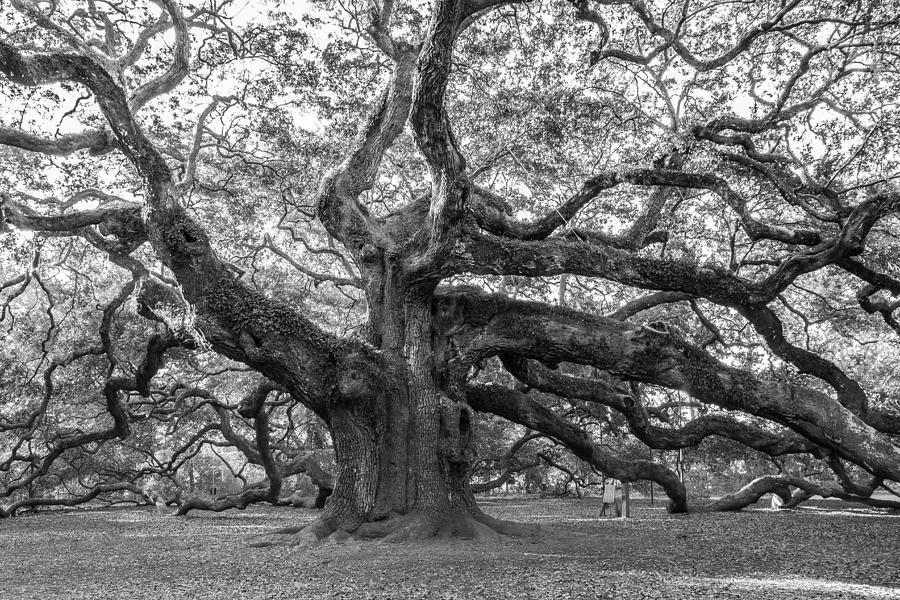 Angel Oak Tree Photograph by Patricia Schaefer