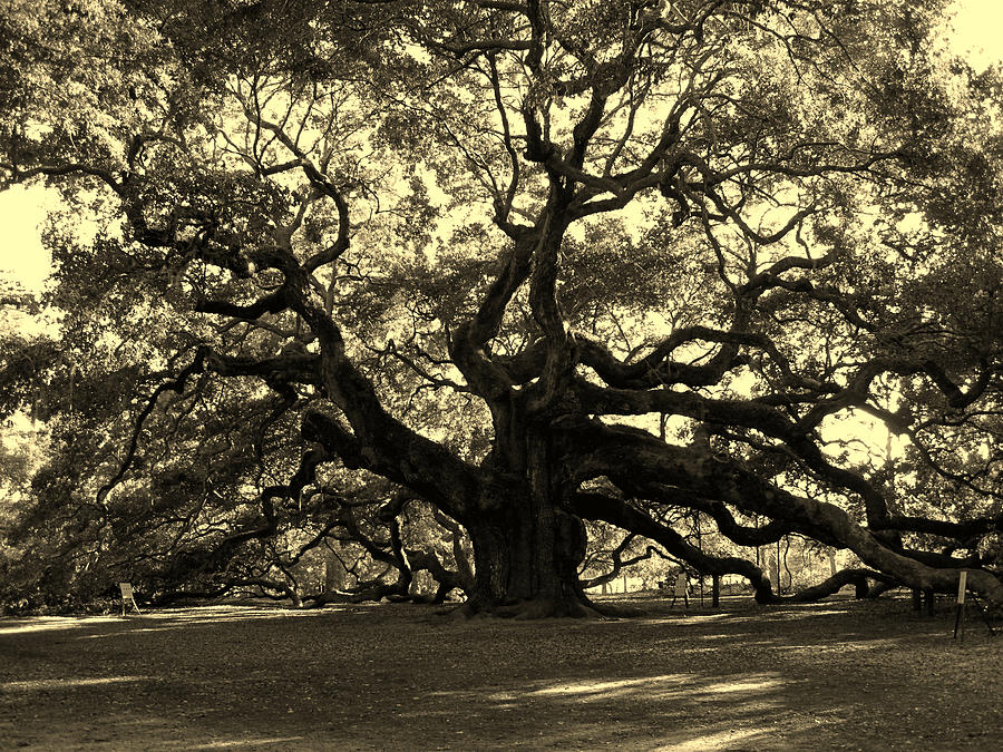 Angel Oak Tree Sepia Photograph by Susanne Van Hulst