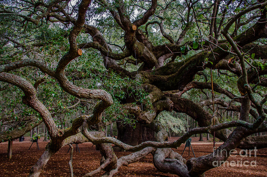 Angel Oak Tree Treasure Photograph by Dale Powell