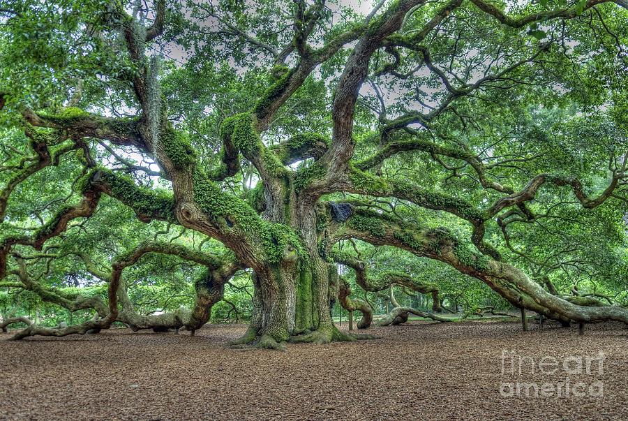 Angel Oak Photograph - Angel Oak by Willie Harper