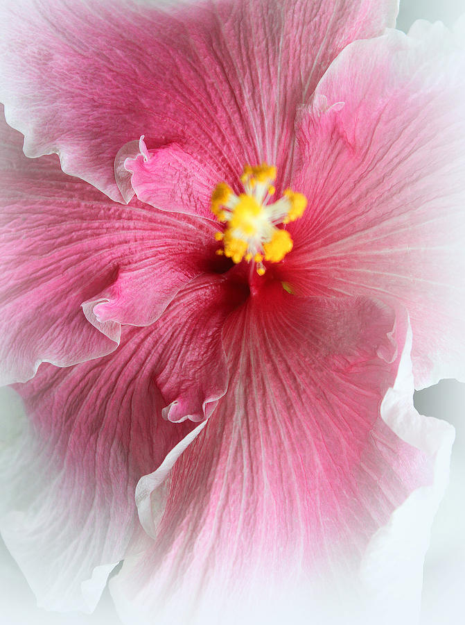 Flower Photograph - Angel of Paradise by The Art Of Marilyn Ridoutt-Greene