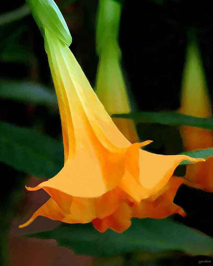 Angel Trumpet Photograph by Ginger Wakem