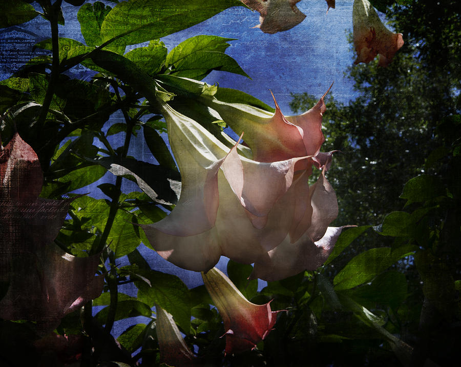 Angel Trumpet Under Blue Skies Photograph by Evie Carrier
