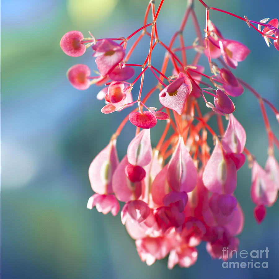 Flowers Still Life Photograph - Angel Wing Begonia by Istvan  Kadar