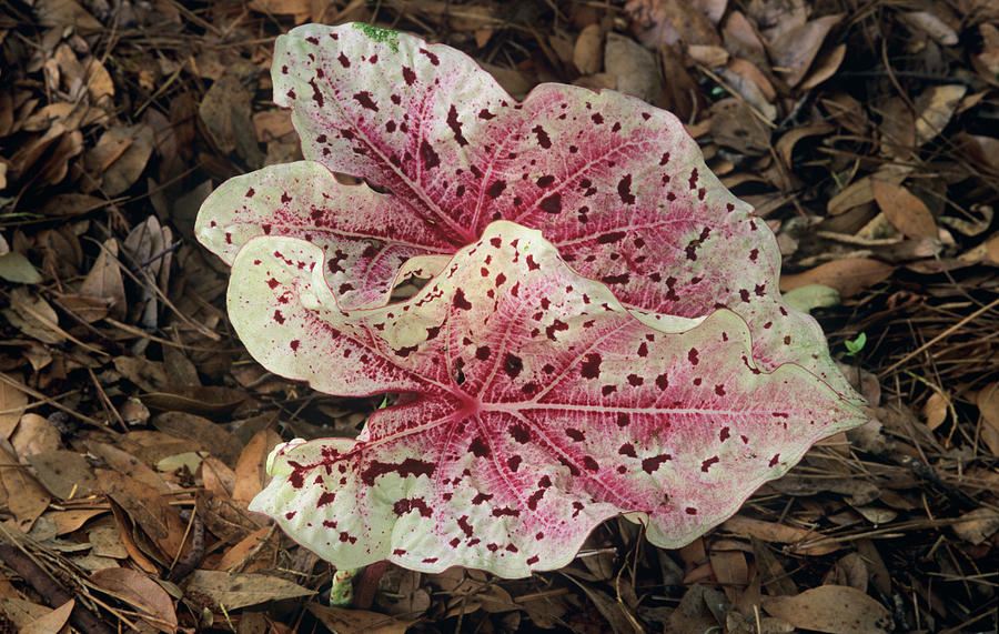Angel Wings (caladium miss Muffet) Photograph by Sally Mccrae Kuyper/science Photo Library