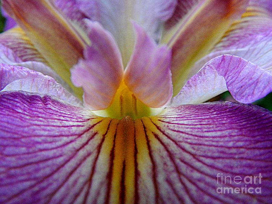 Iris Angel Wings Of The Spring Equinox In New Orleans Louisiana Photograph by Michael Hoard