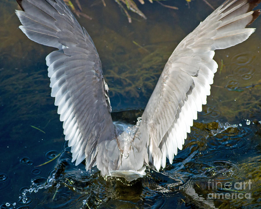 Angel Wings Photograph by Stephen Whalen