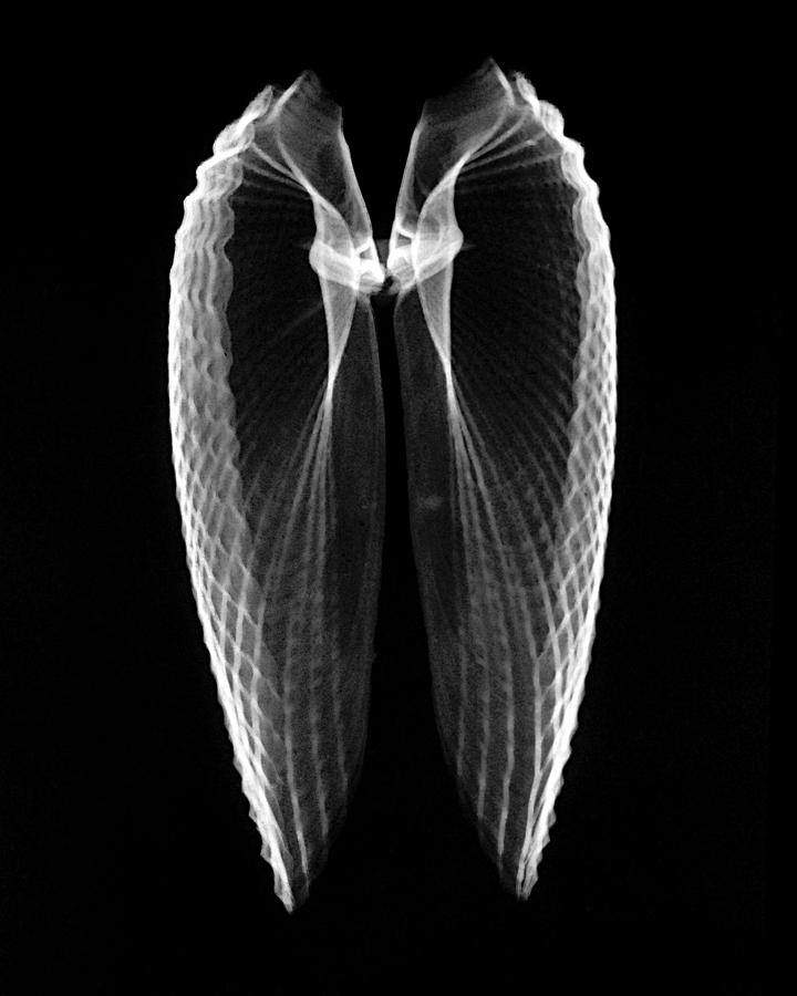 Shell Photograph - Angel Wings Xray by William A Conklin
