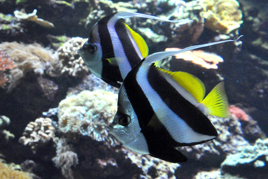 Angelfish Photograph by Diane Lent