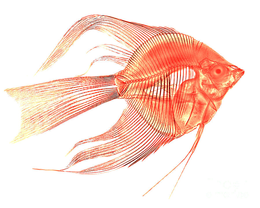 Angelfish X-ray Photograph by Bert Myers