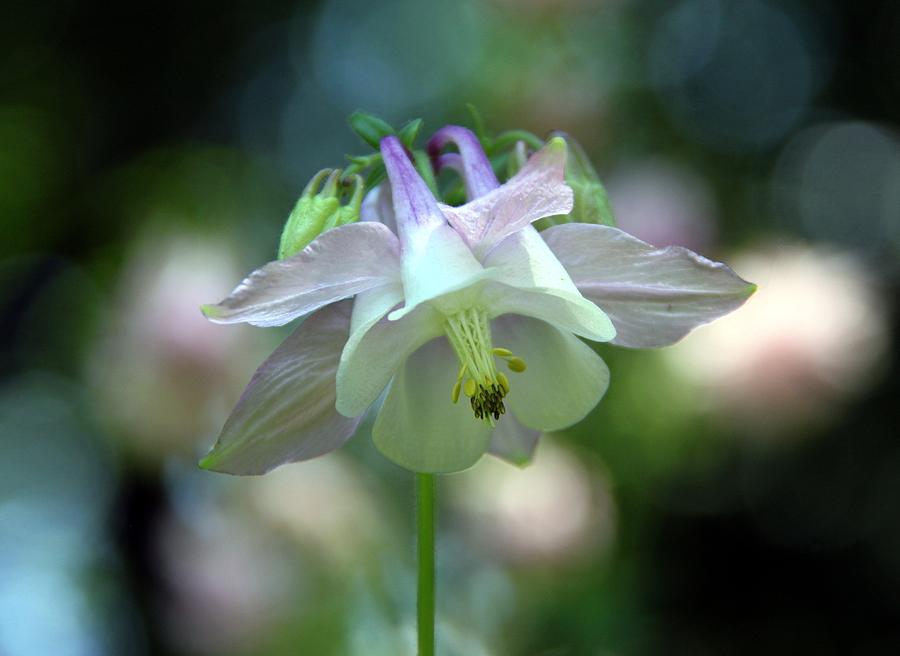 Angelic Aquilegia Photograph by Andrea Lazar