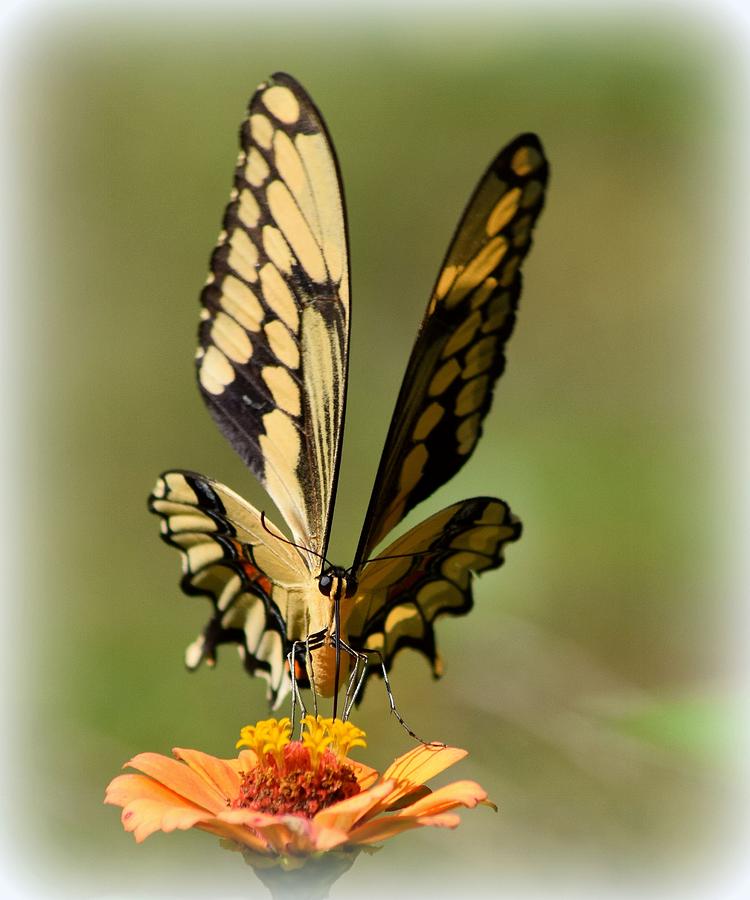 Butterfly Photograph - Angelic Butterfly  by Sheri McLeroy