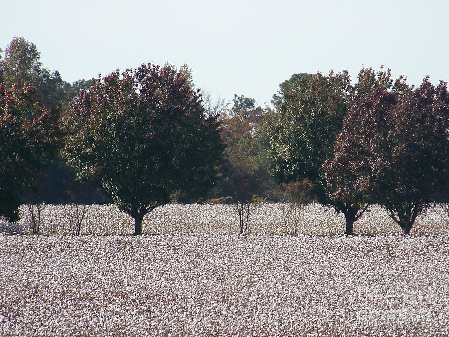 Tree Photograph - Angelic Cotton Fields by Kevin Croitz