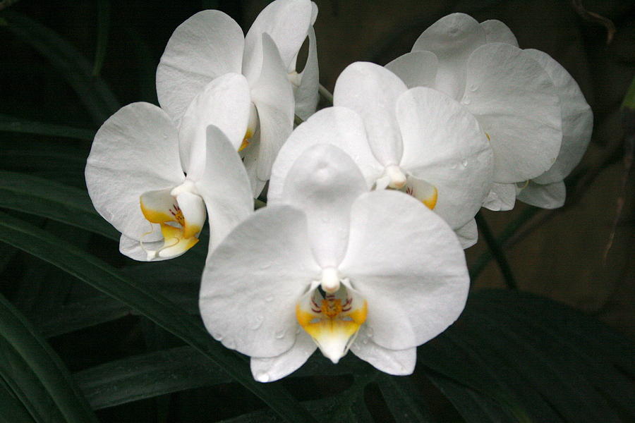 White Orchids Photograph - Angelic Delight by Julie Ketchman