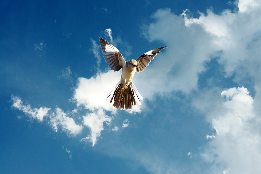 Mockingbird Photograph - Angelic Mockingbird by Roy Williams