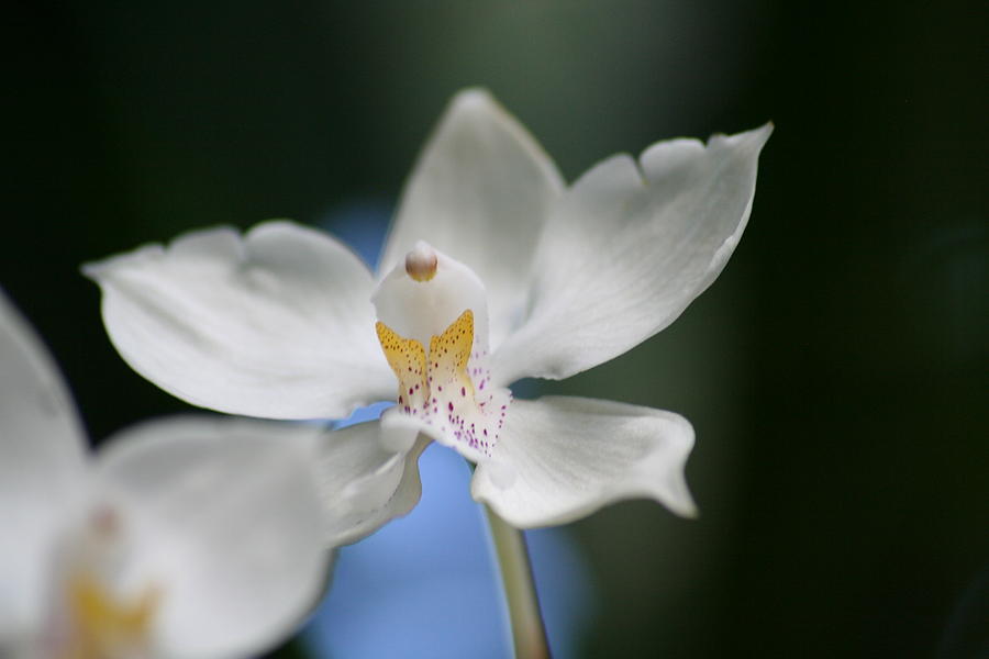 Orchid Photograph - Angelic Orchid by Tony Gustina