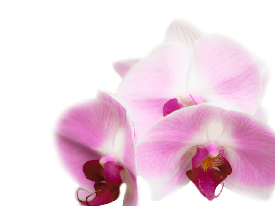 Flower Photograph - Angelic Orchids by Michael Guirguis