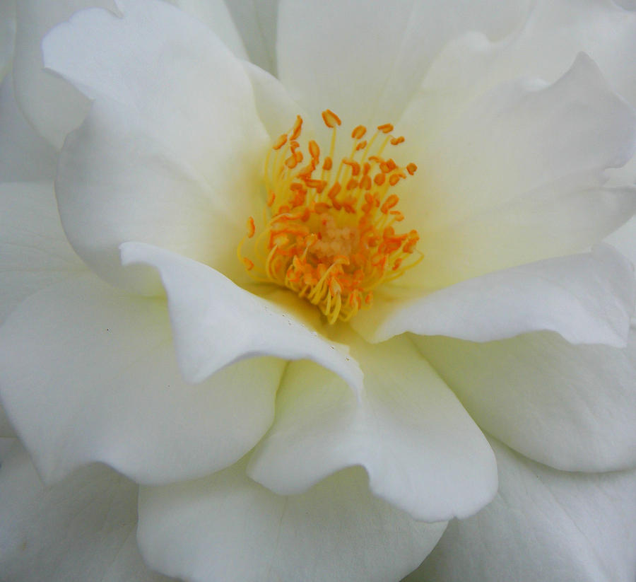Angelic Rose 1 Photograph by Sheri McLeroy