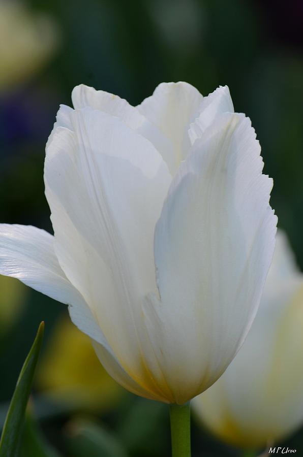 Angelic White Tulip Photograph by Maria Urso
