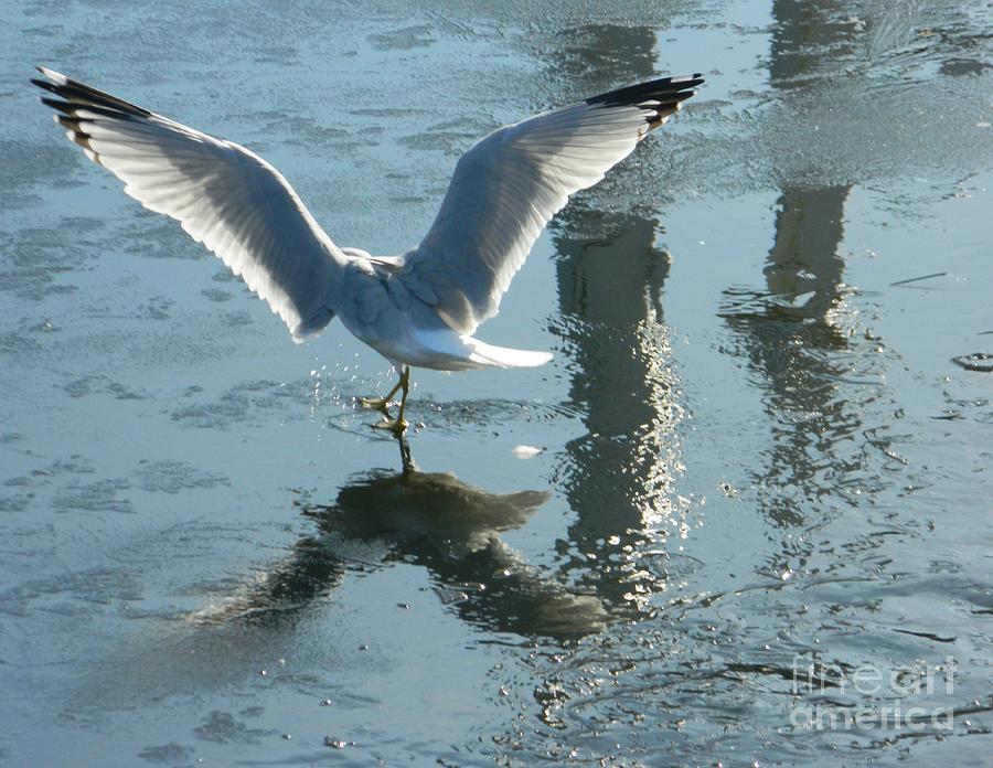 Seagull Photograph - Angelic Wings by Emmy Vickers