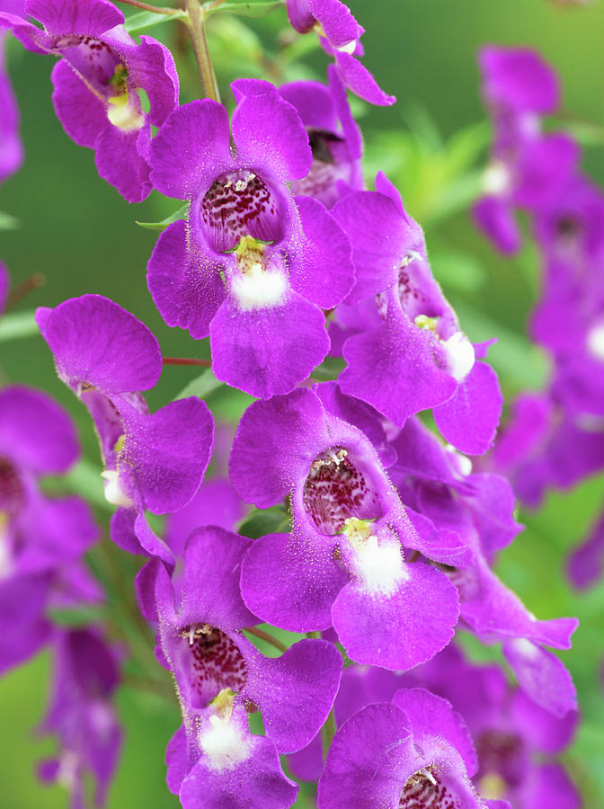 Angelonia Flower Photograph by Geoff Kidd/science Photo Library