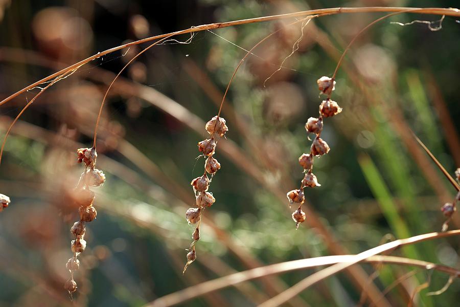 Angels Fishing Rods Seed Heads Photograph by Rachel Warne/science Photo Library