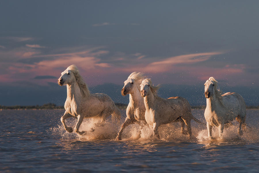 Sunset Photograph - Angels Of Camargue by Rostovskiy Anton
