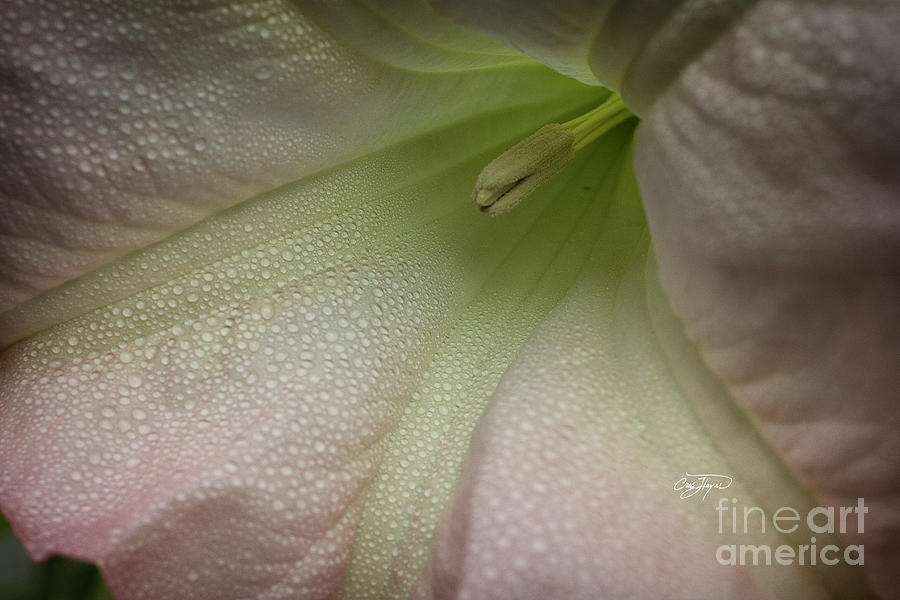 Nature Photograph - Angels Trumpet 1 by Cris Hayes