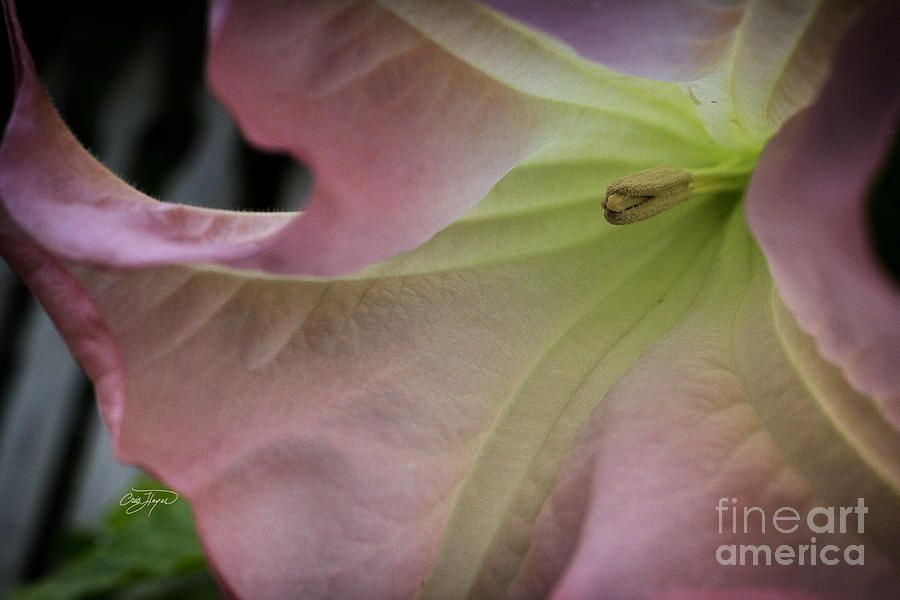 Nature Photograph - Angels Trumpet 2 by Cris Hayes