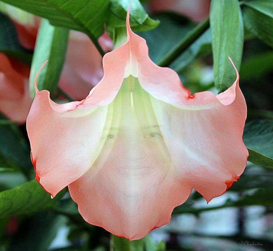 Angels Trumpet  Photograph by Barbara Chichester