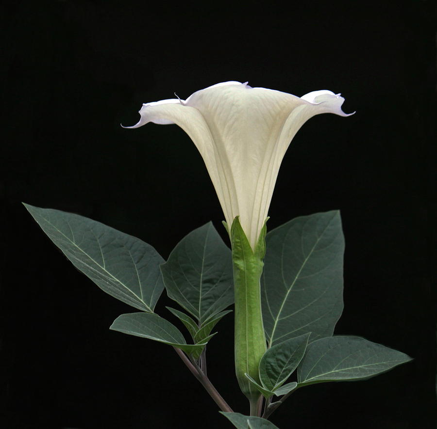 Angels Trumpet Datura Photograph by Angie Vogel