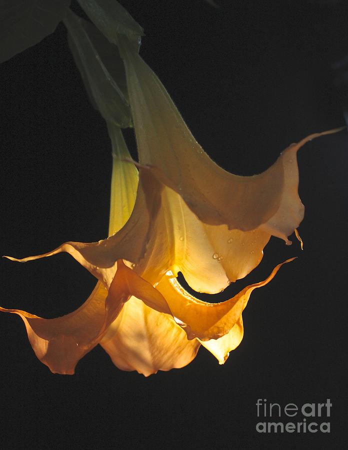 Brugmansia Photograph - Angels Trumpet by Diana Black