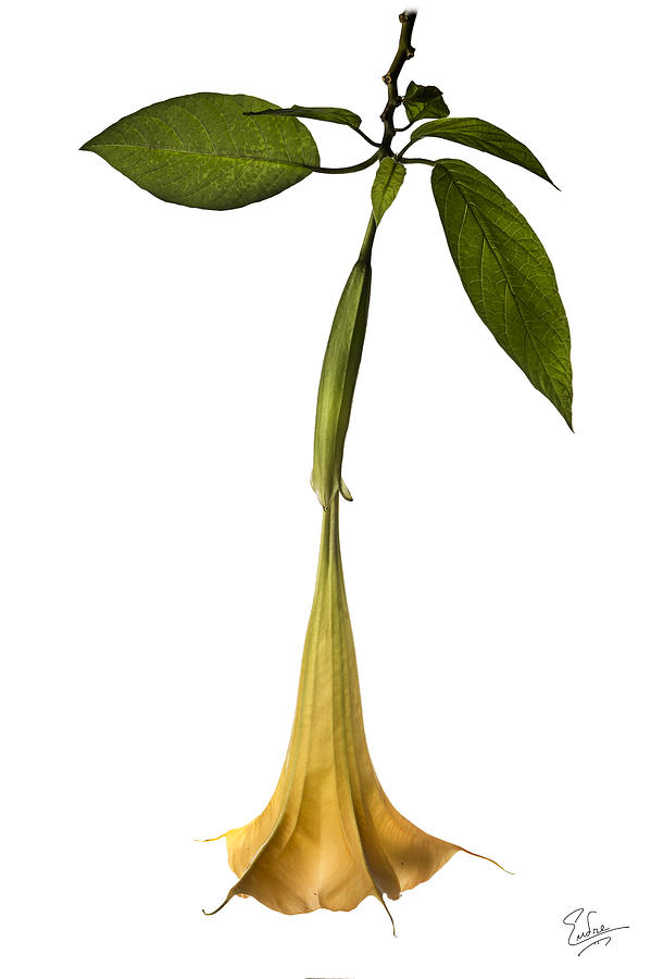 Angels Trumpet Photograph by Endre Balogh