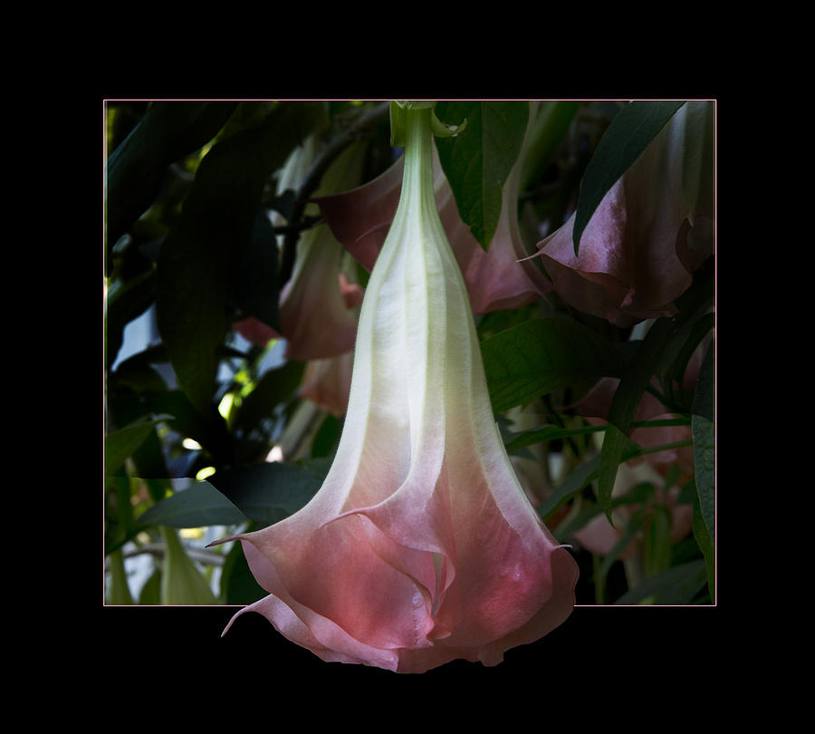 Angels Trumpet in Black Photograph by Evie Carrier