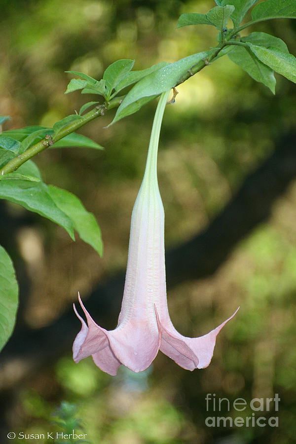 Angels Trumpet Photograph by Susan Herber