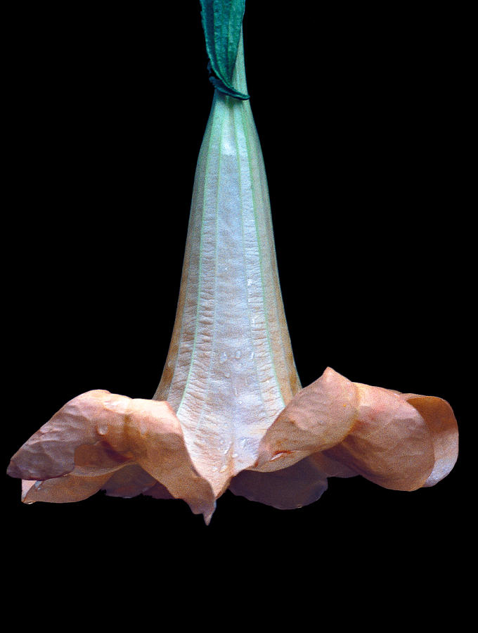 Angels Trumpet Photograph by Tina Manley