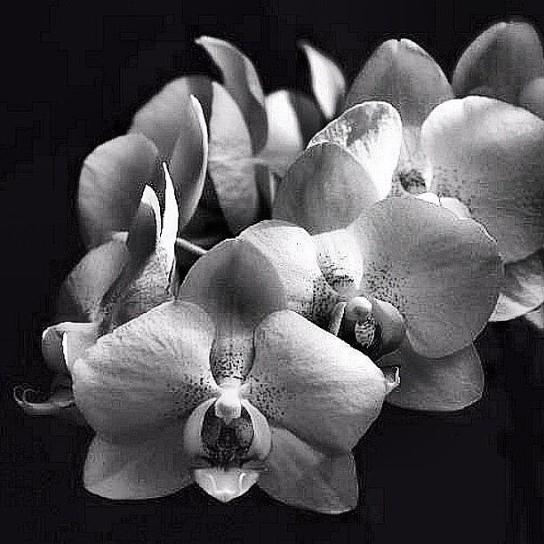 Blackandwhite Photograph - Anggrek - Orchid (looks Like Lion Head) by Anto Udewo