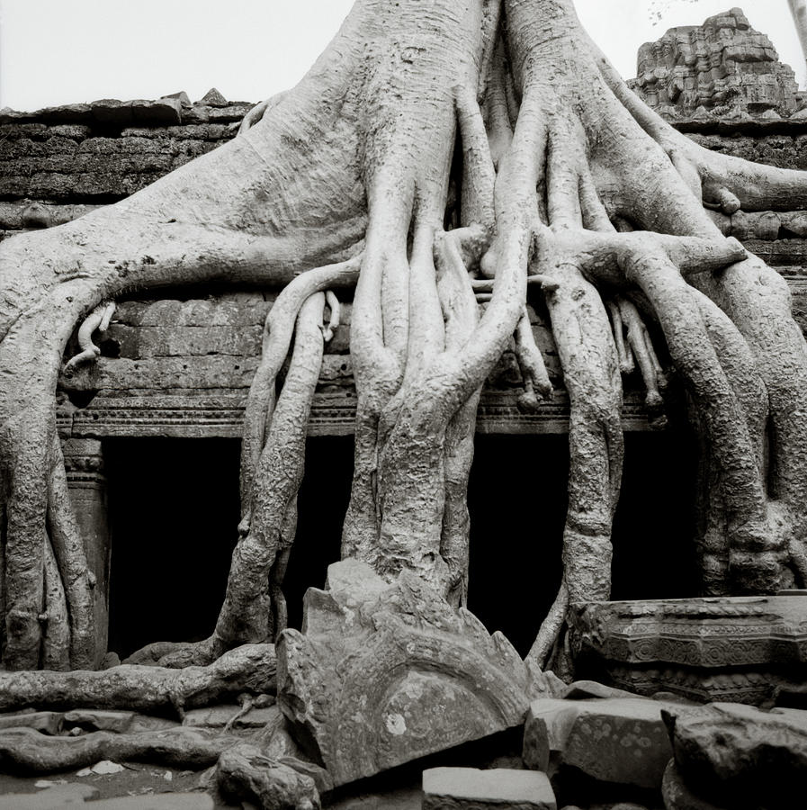 Paradise Photograph - Angkor Ta Prohm  by Shaun Higson