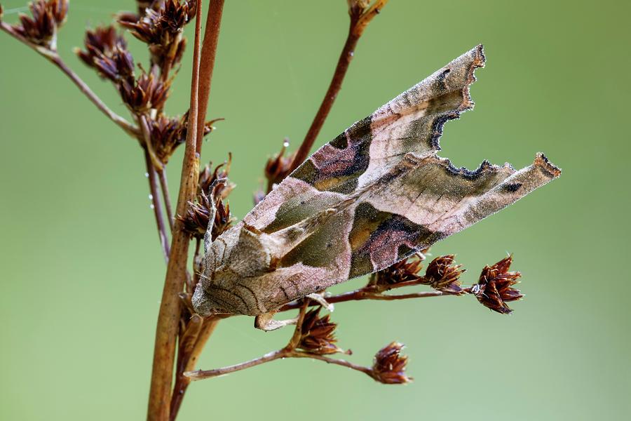 Angle Shades Moth Photograph by Heath Mcdonald