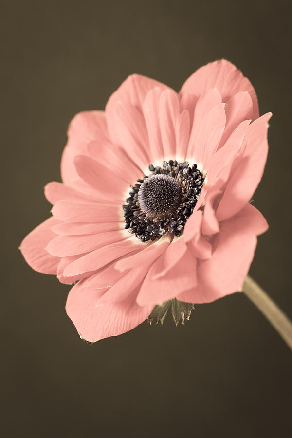 Angled Anemone Photograph by Caitlyn  Grasso