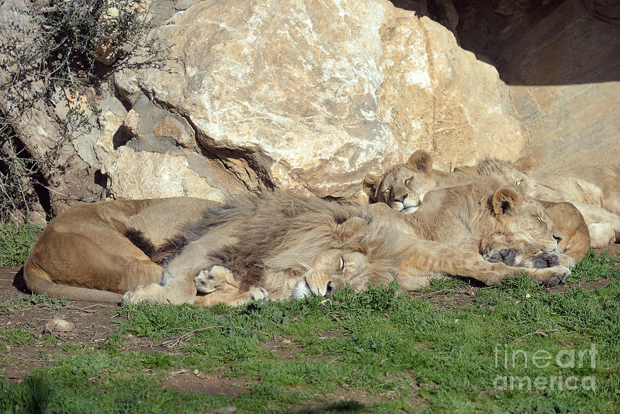 Lion Photograph - Angola lions sleeping by George Atsametakis